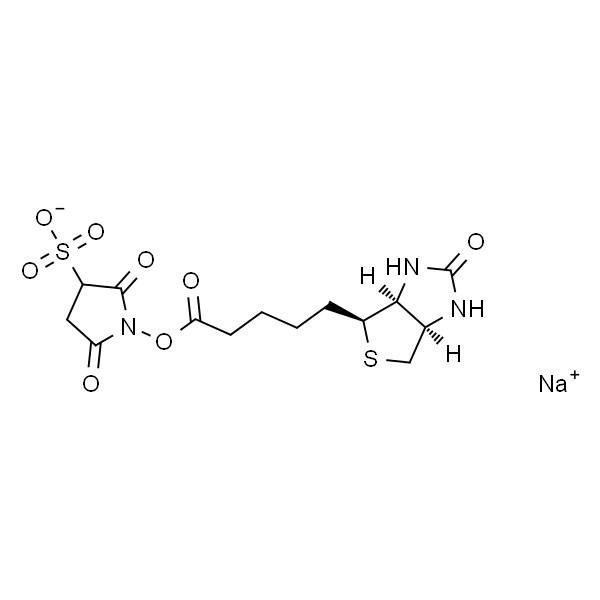 Sulfo-NHS-Biotin