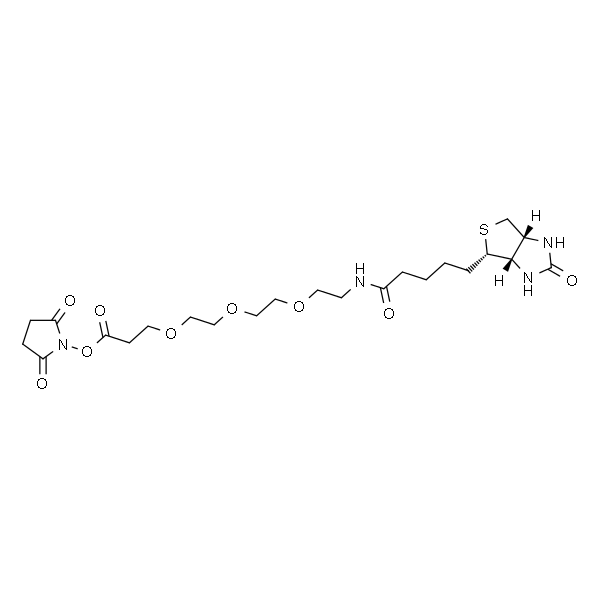 Biotin-PEG3-NHS ester